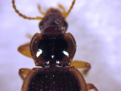 Trichopsida pretiosa