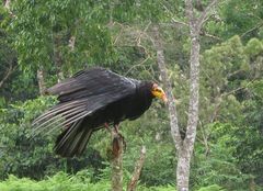 Greater Yellow-Headed Vulture photo 5