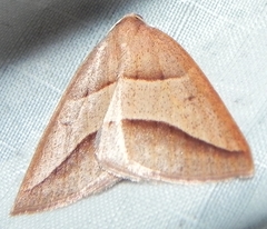 Petrophora divisata