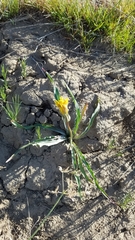 Nothocalais troximoides