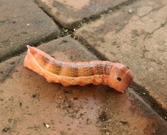 Lepidoptera