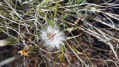 Nothocalais troximoides