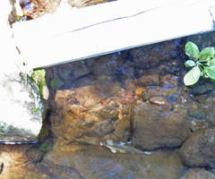 Campostoma oligolepis