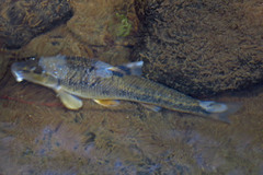 Campostoma oligolepis