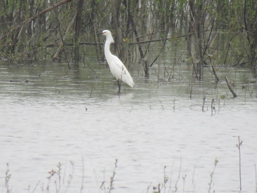 Snowy Egret photographed in Missouri