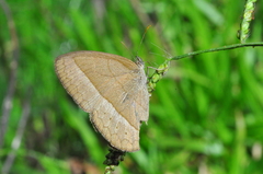 Capronnieria galesus