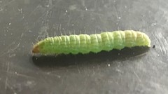 Lepidoptera