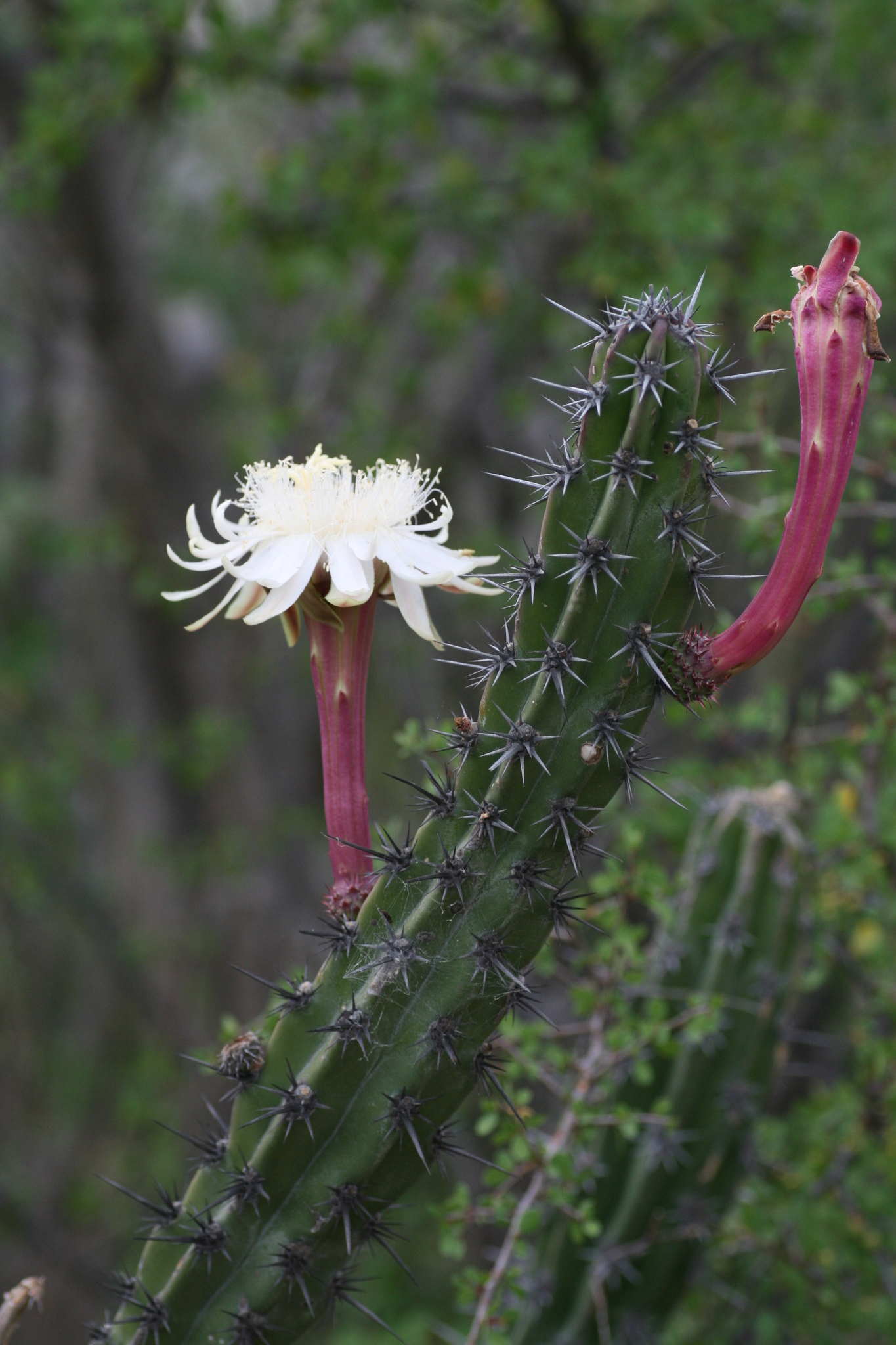 Stenocereus gummosus