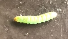 Lepidoptera