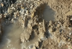 Periophthalmus waltoni