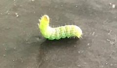 Lepidoptera