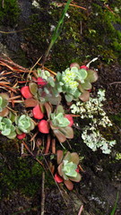 Sedum spathulifolium