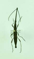 Lasiorhynchus barbicornis