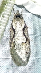 Semioscopis