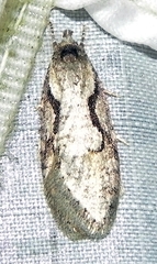 Semioscopis