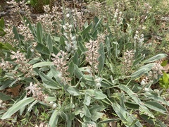 Lupinus villosus