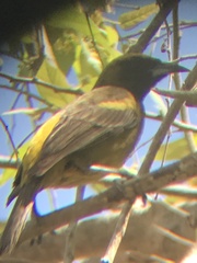 Icterus melanopsis