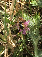 Rhodanthidium septemdentatum
