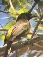Icterus melanopsis