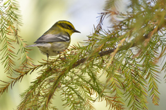 Setophaga townsendi