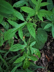 Vasconcellea monoica