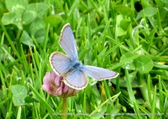 Hemiargus hanno hanno