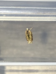 Fibuloides cyanopsis