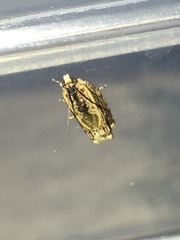 Fibuloides cyanopsis