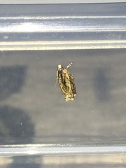 Fibuloides cyanopsis