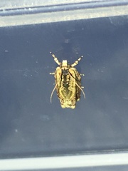 Fibuloides cyanopsis