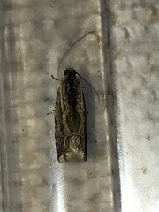 Fibuloides cyanopsis