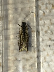 Fibuloides cyanopsis