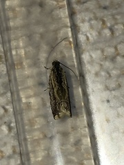 Fibuloides cyanopsis