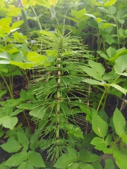Equisetum telmateia telmateia
