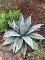 Agave ovatifolia