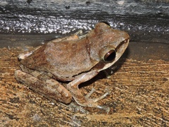 Polypedates maculatus
