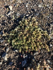 Cardionema ramosissimum