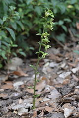 Epipactis phyllanthes
