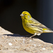 Island Canary - Photo (c) Juan Emilio, some rights reserved (CC BY-SA)