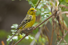 Atlantic Canary photo 3