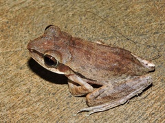 Polypedates maculatus