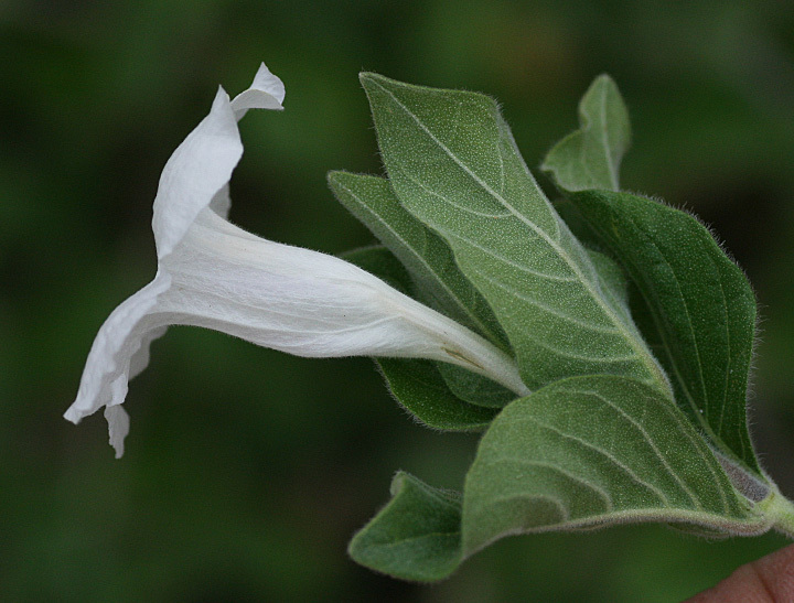 mountain ruellia