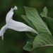 Mountain Ruellia - Photo (c) jrebman, some rights reserved (CC BY-NC), uploaded by jrebman