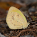Mariposa Amarilla Barrada Occidental - Photo (c) Ken Kertell, algunos derechos reservados (CC BY-NC), subido por Ken Kertell