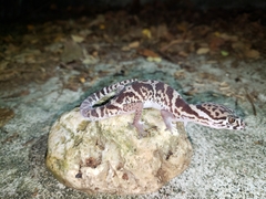 Coleonyx mitratus