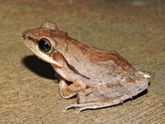 Polypedates maculatus