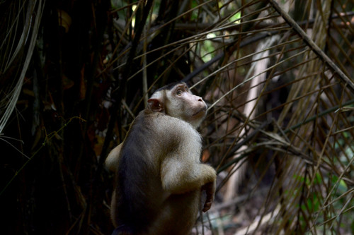Southern Pig-tailed Macaque (Macaca nemestrina)