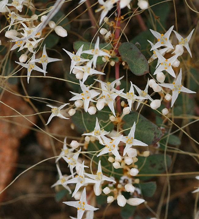 Cuscuta leptantha