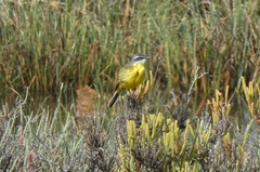 Motacilla flava iberiae