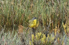 Motacilla flava iberiae